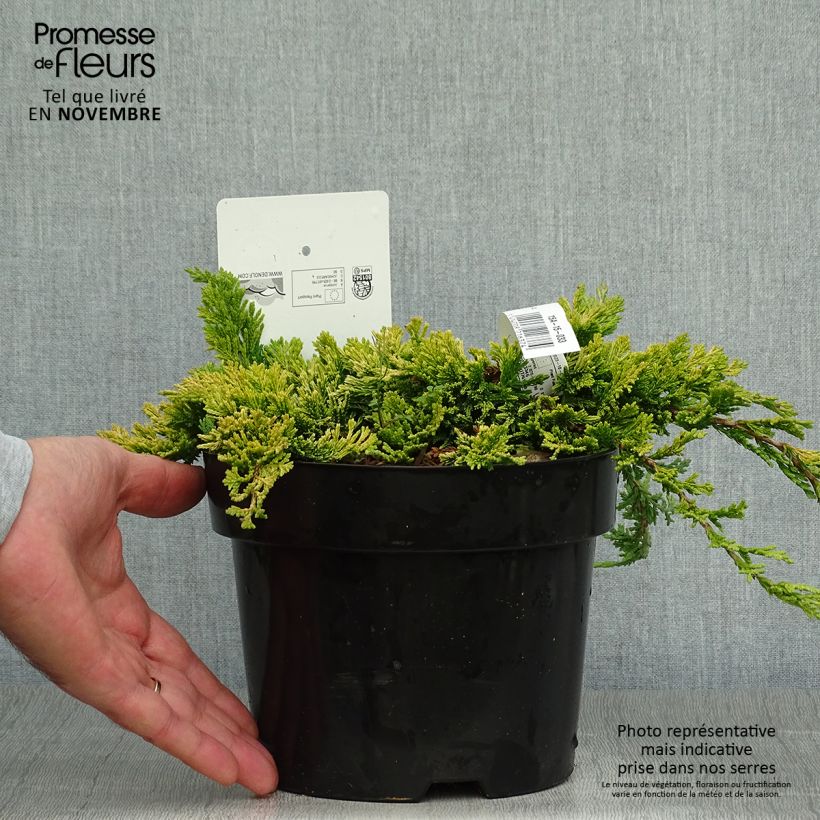 Genévrier rampant - Juniperus horizontalis Golden Carpet Pot de 2L/3L sample as delivered in autumn