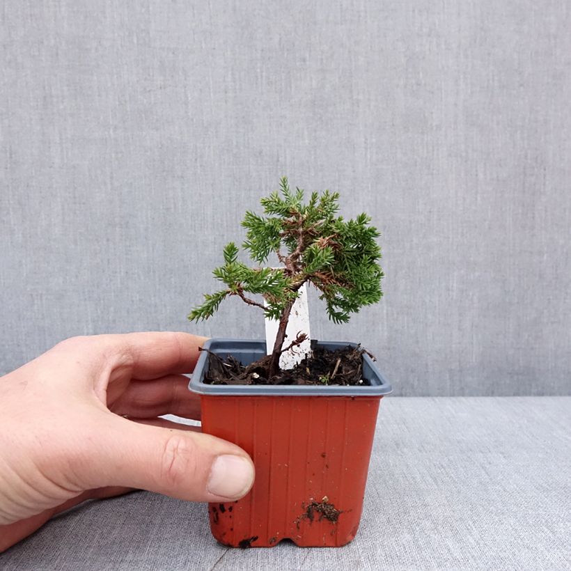 Juniperus procumbens Nana 8/9 cm pot sample as delivered in winter