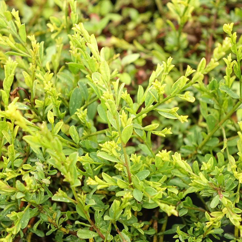 Genista pilosa Vancouver Gold (Foliage)