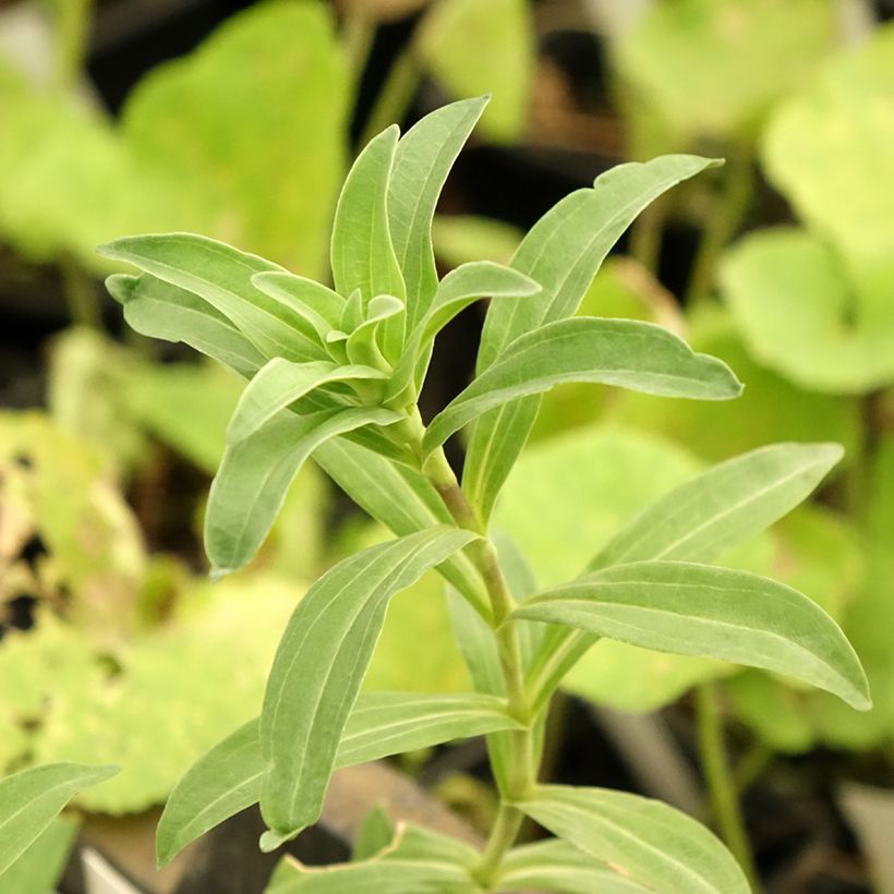 Gentiana cruciata - Cross Gentian (Foliage)