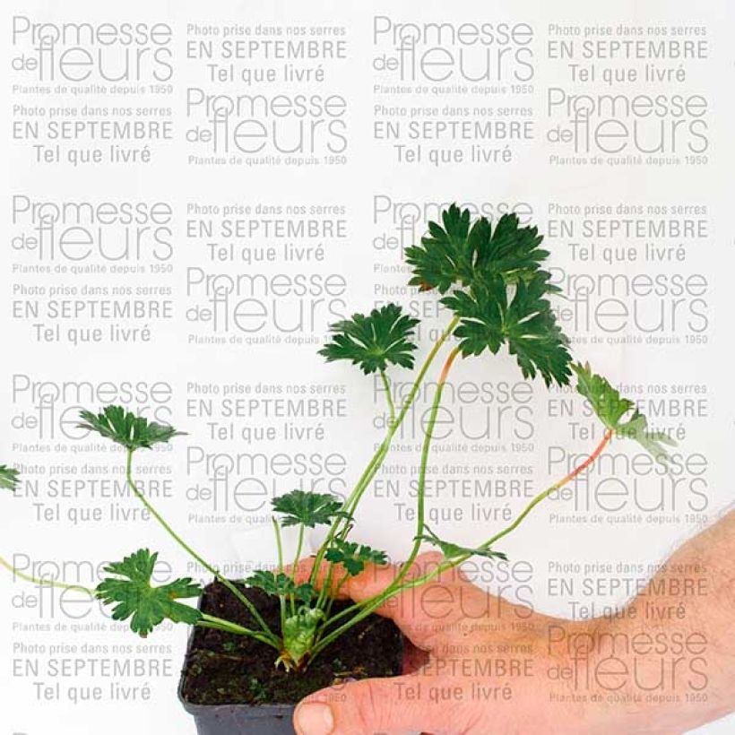 Geranium Rozanne sample as delivered in autumn