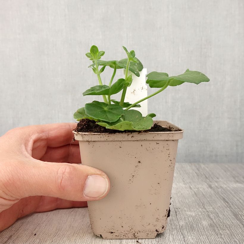 Géranium-lierre double Amelit - Pot de 10 cm/11cm sample as delivered in spring