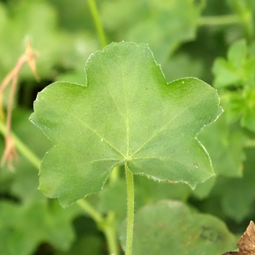 Pelargonium peltatum Balcon Lilas (Foliage)