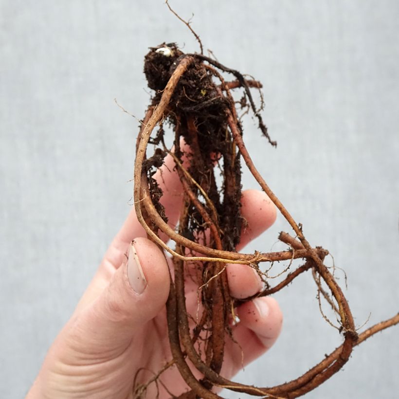 Geranium hybride Blue Sunrise Bare root sample as delivered in winter