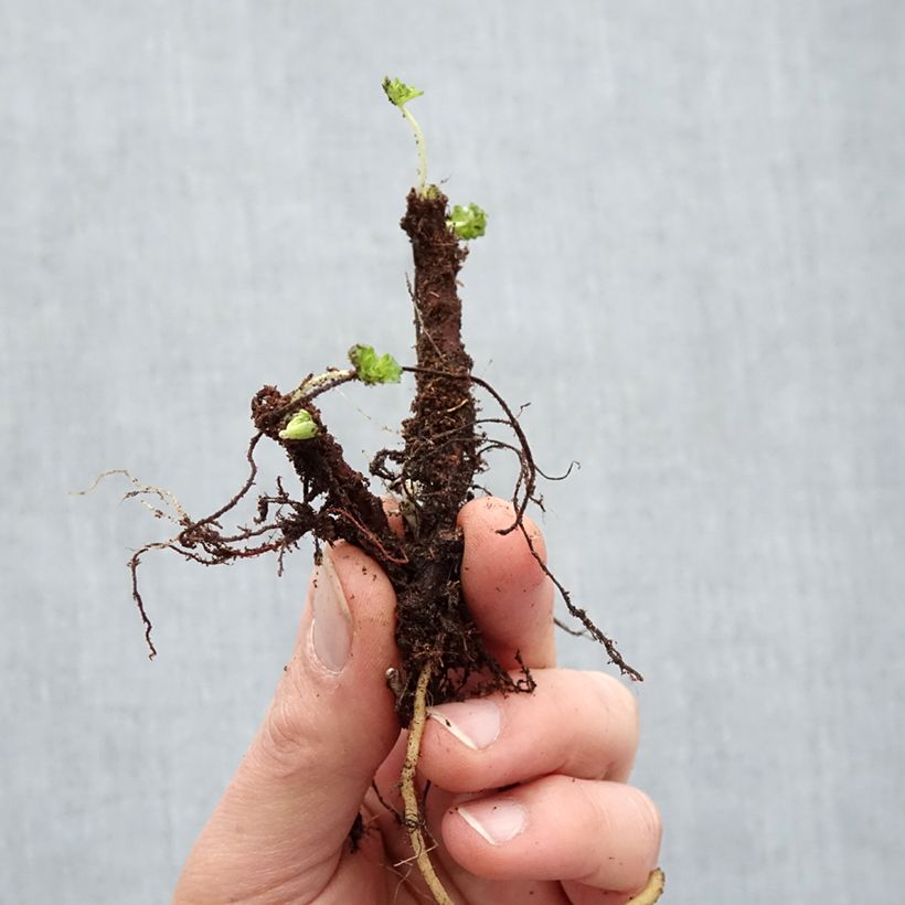 Geranium cantabrigiense Karmina Bare root sample as delivered in winter