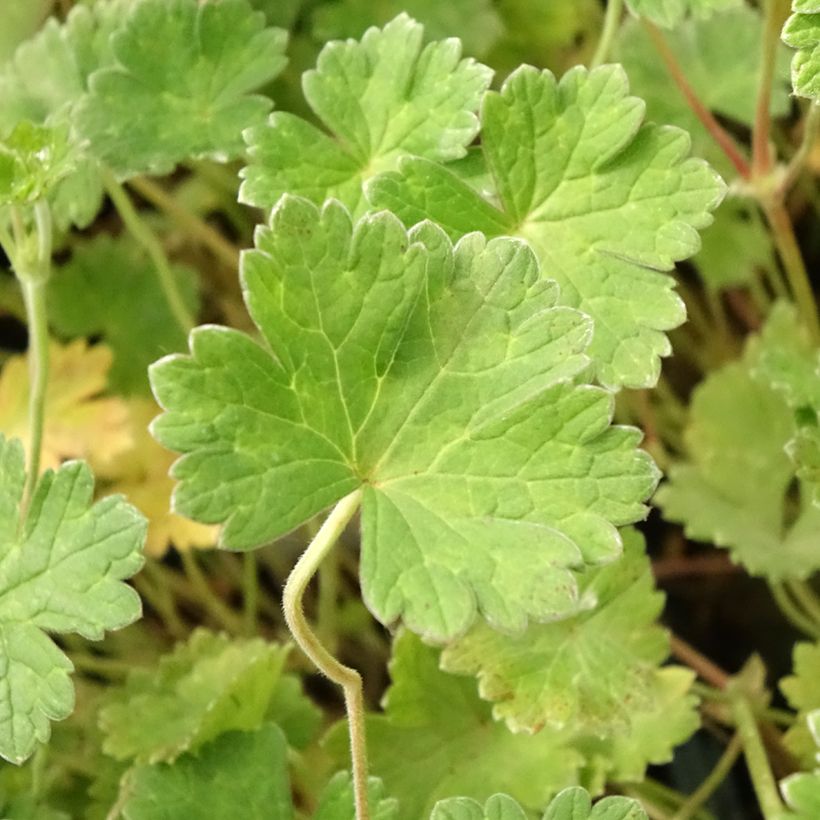 Geranium traversii var. elegans Coombland White (Foliage)