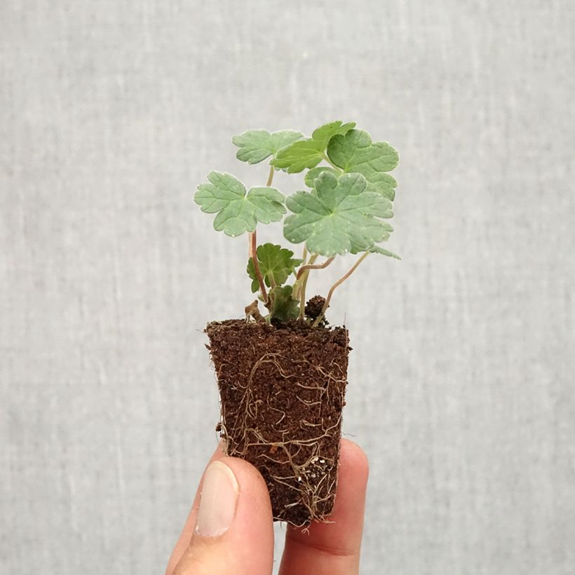 Geranium vivace Coombland White - Mini-motte Ø 3/4 cm sample as delivered in autumn