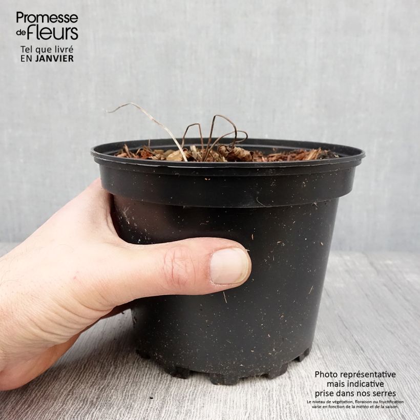 Géranium vivace Dragon Heart Pot de 2L/3L sample as delivered in winter