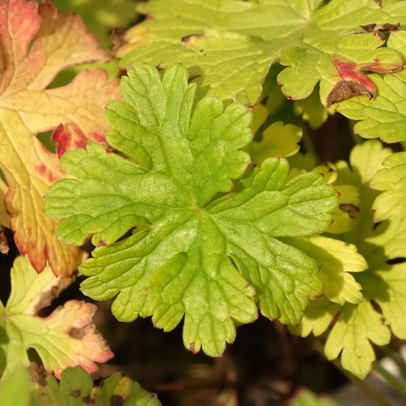 Geranium himalayense Gravetye (Foliage)