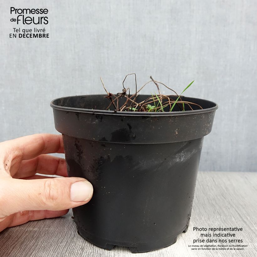 Géranium vivace himalayense Plenum (Birch Double) Pot de 2L/3L sample as delivered in winter