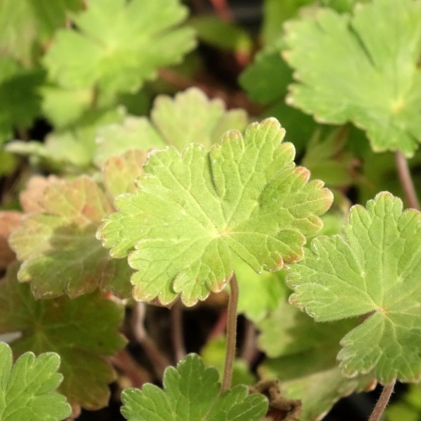 Geranium Joy (Foliage)