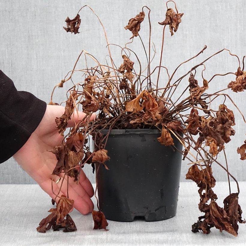 Geranium maculatum Stormy Night 2L/3L pot sample as delivered in winter