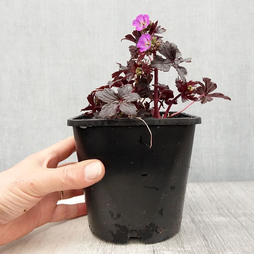 Geranium maculatum Stormy Night 2L/3L pot sample as delivered in spring