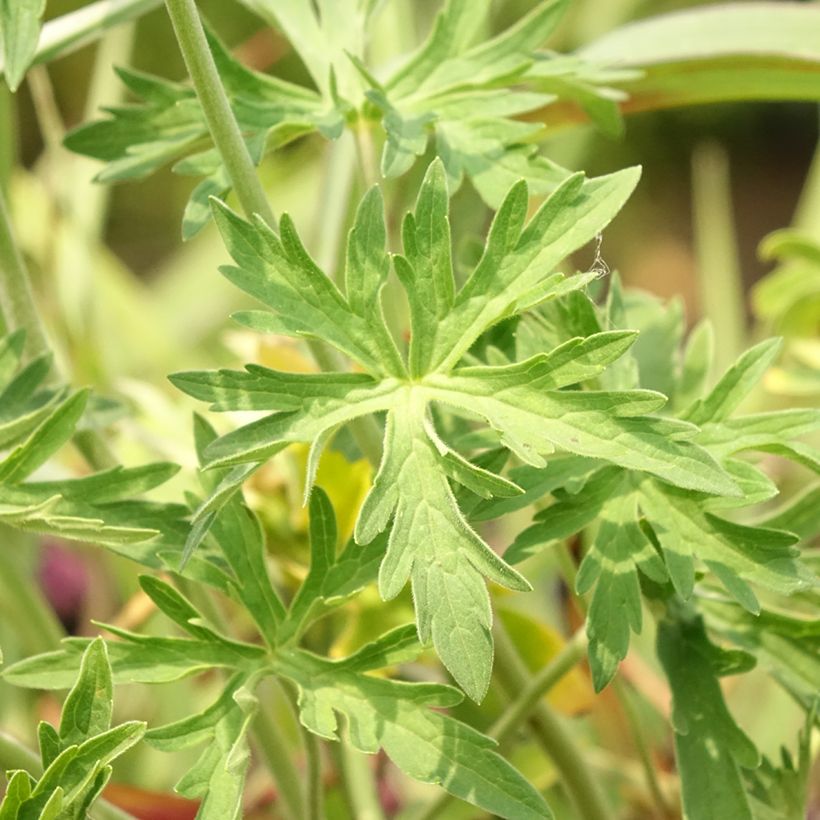 Geranium pratense Algera Double (Foliage)