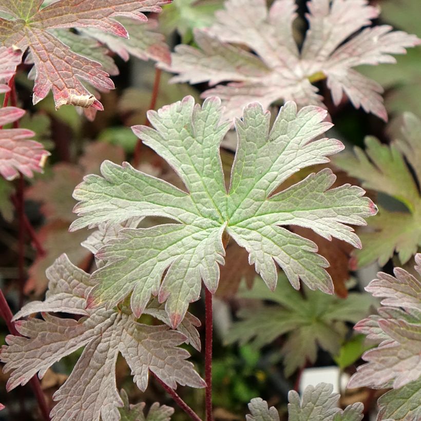 Geranium pratense Dark Eyes (Foliage)