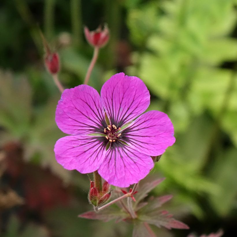 Geranium pratense Dark Eyes (Flowering)