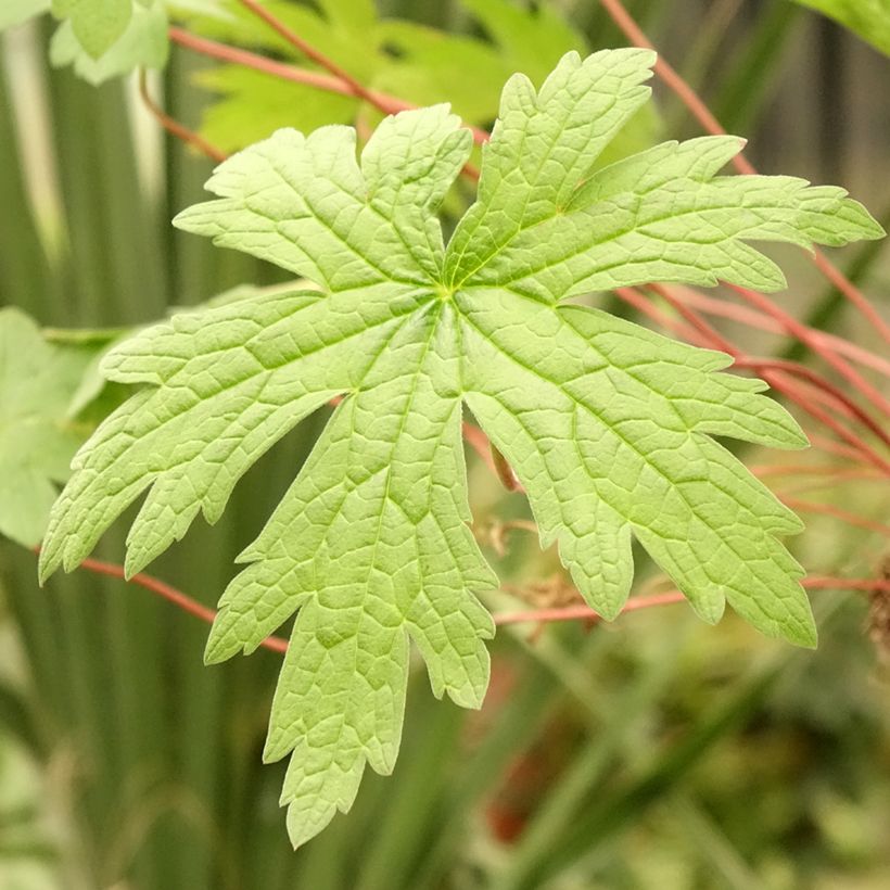 Geranium psilostemon - Armenian Cranesbill (Foliage)