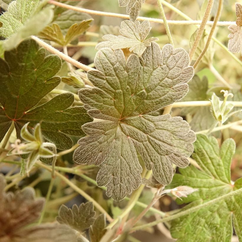 Geranium Rothbury Red (Foliage)