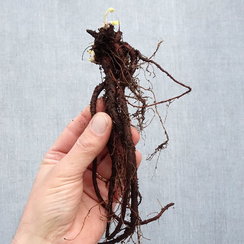 Geranium Rozanne Bare root sample as delivered in winter