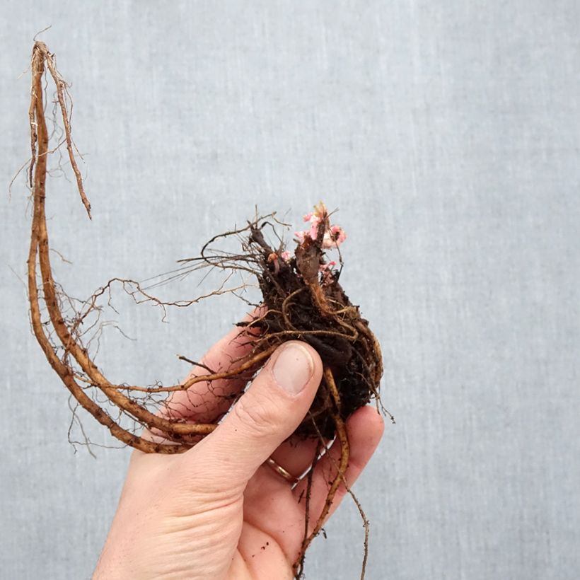 Geranium sanguineum Ankums Pride Bare root sample as delivered in winter