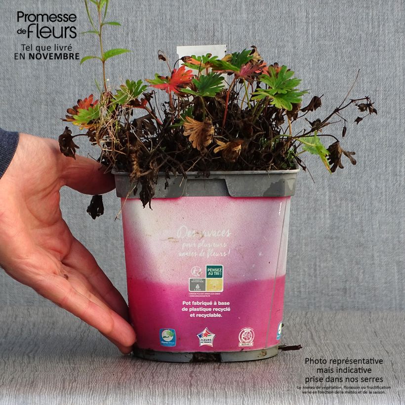 Geranium vivace sanguineum Pink Pouffe Pot de 2L/3L sample as delivered in autumn