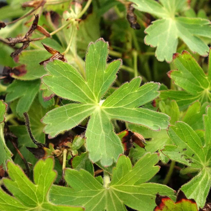 Geranium yoshinoi Confetti (Foliage)