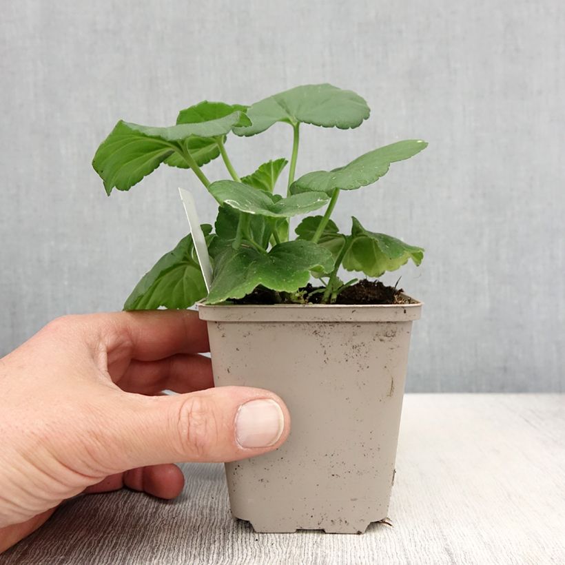 Pelargonium Icecrystal sample as delivered in spring