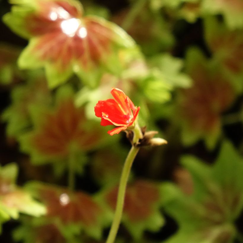 Pelargonium Vancouver Centennial (Flowering)