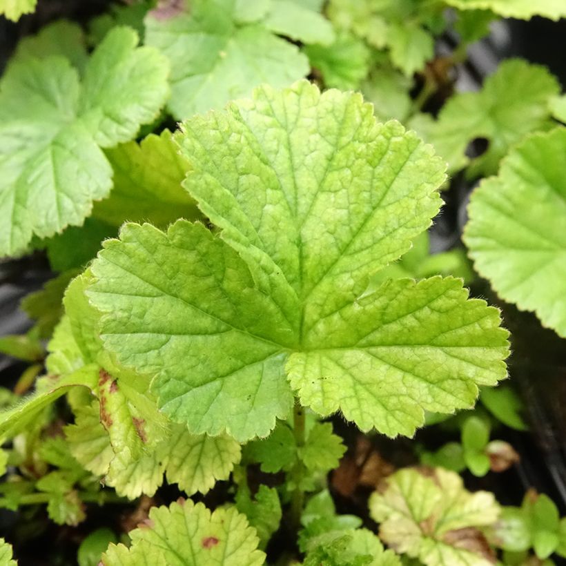 Geum coccineum Koi (Foliage)