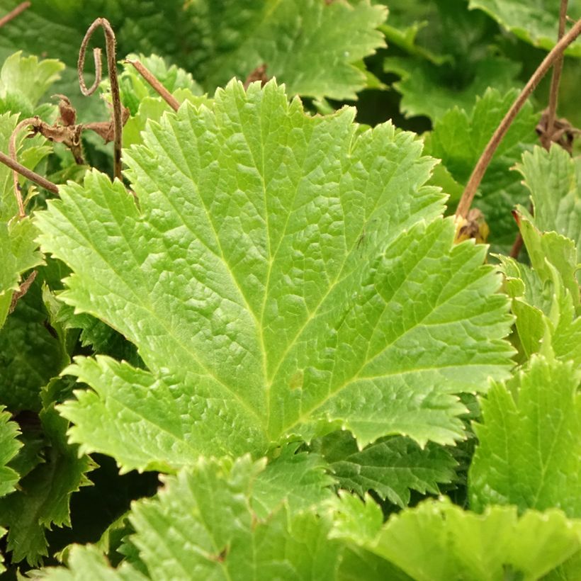 Geum Pretticoats Peach (Foliage)