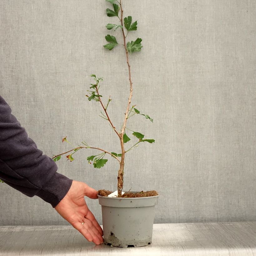 Ginkgo biloba Menhir - Arbre aux quarante écus  Pot de 2L/3L sample as delivered in autumn