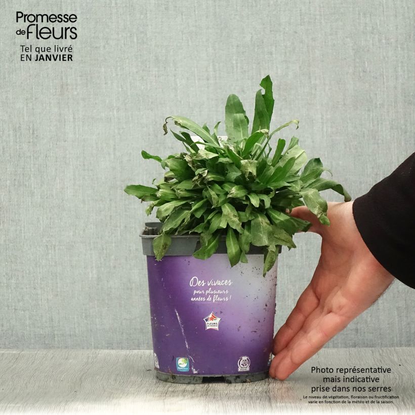 Giroflée vivace - Erysimum cheiri Spice Island en pot de 2/3 L Pot de 2L/3L sample as delivered in winter