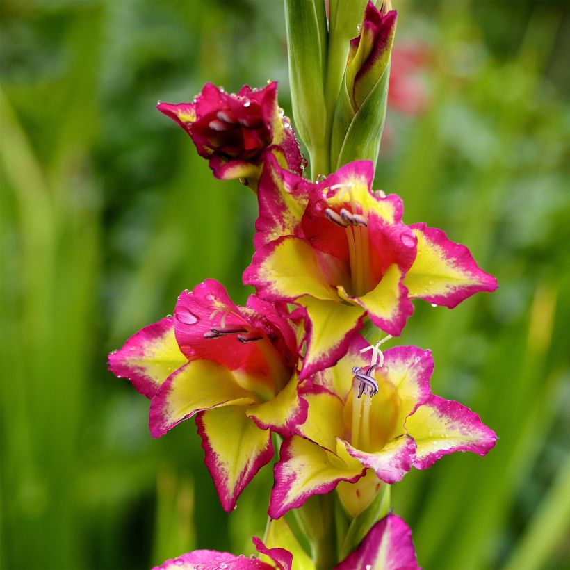 Gladiolus Flevo Laguna - Sword Lily (Flowering)