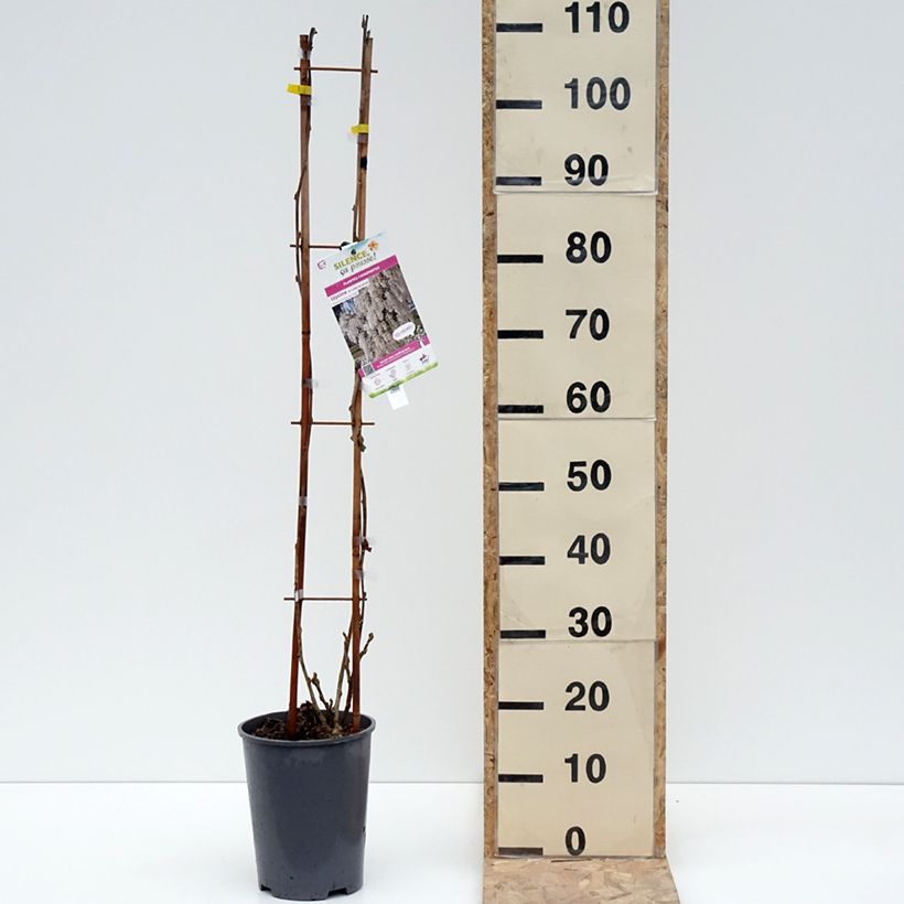 Wisteria sinensis Alba 3L/4L potShipped height around 125/+cm sample as delivered in winter