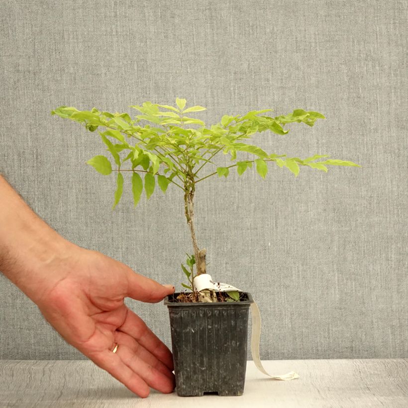 Wisteria floribunda Alba 8/9 cm pot sample as delivered in summer