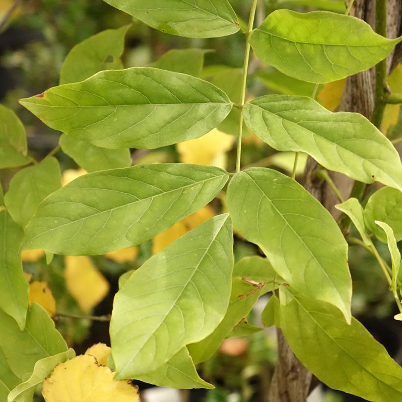 Wisteria floribunda Shiro-noda (Foliage)