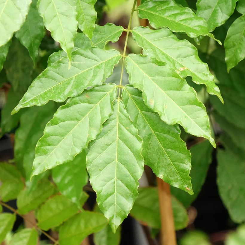 Wisteria x formosa  (Foliage)