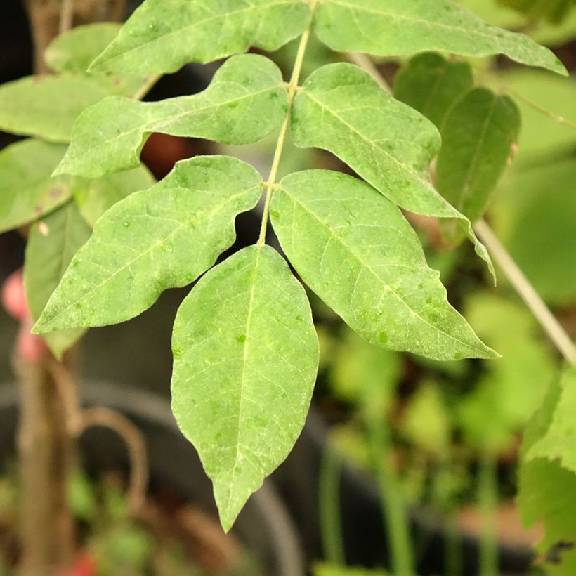 Wisteria brachybotrys Yokohama Fuji (Foliage)