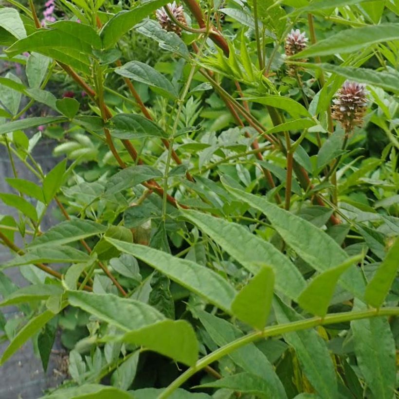 Glycyrrhiza yunnanensis (Foliage)