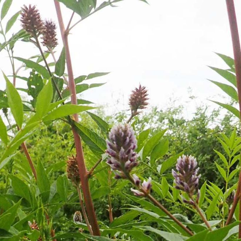 Glycyrrhiza yunnanensis (Flowering)