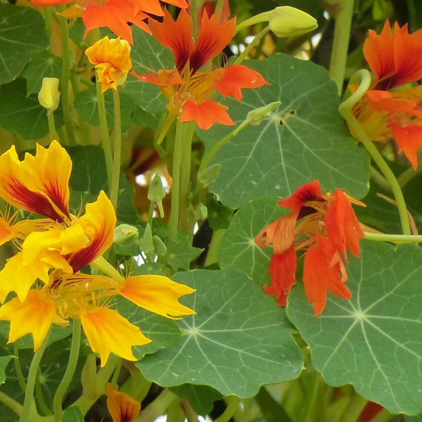 Dwarf Nasturtium Phoenix Seeds - Tropaeolum minus (Foliage)