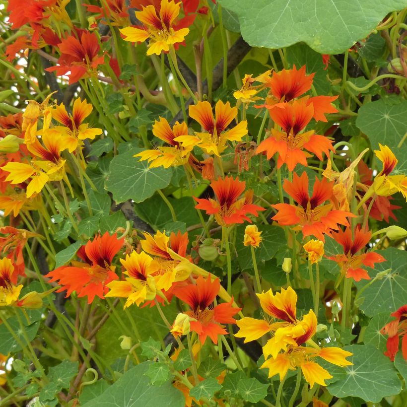 Dwarf Nasturtium Phoenix Seeds - Tropaeolum minus (Flowering)