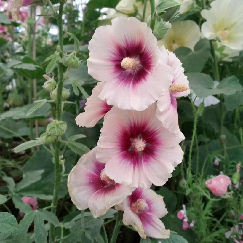 Alcea rosea Halo Apricot Seeds- Hollyhock (Flowering)