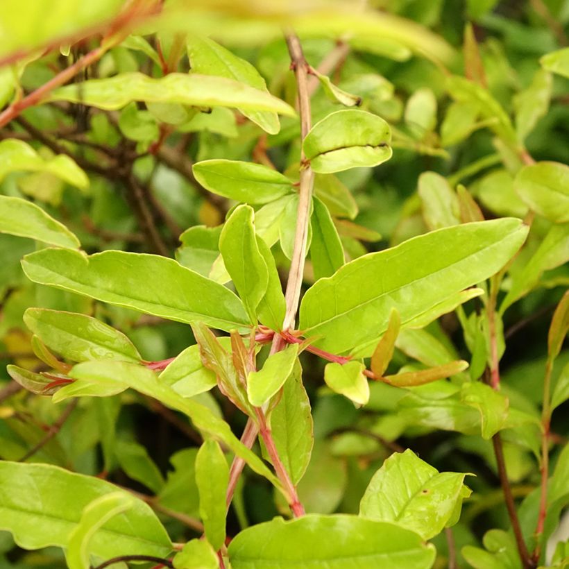 Punica granatum Mollar de Elche - Pomegranate (Foliage)