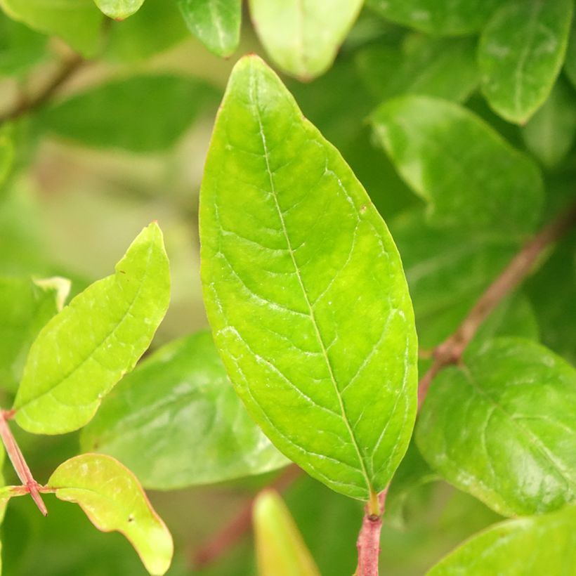 Punica granatum - Pomegranate (Foliage)