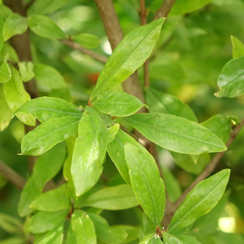 Punica granatum Wonderful - Pomegranate (Foliage)