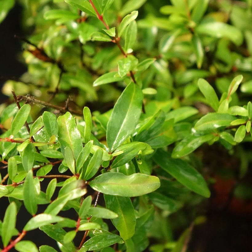 Punica granatum Chico - Pomegranate (Foliage)