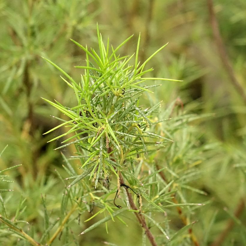 Grevillea gracilis Alba (Foliage)