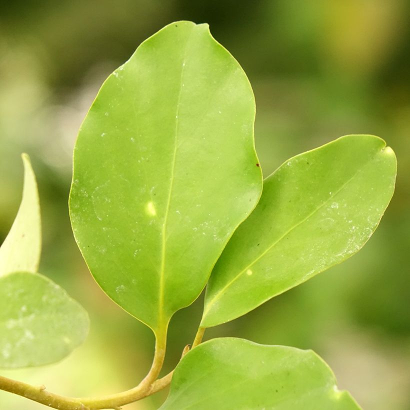 Griselinia lucida (Foliage)