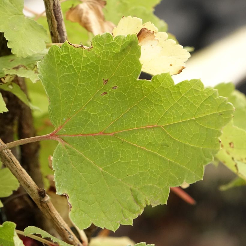 Redcurrant Rola - Ribes rubrum (Foliage)